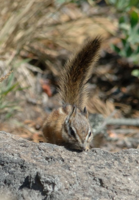 townsend chipmunk2.jpg