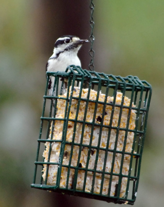 DownyWoodpecker1.jpg