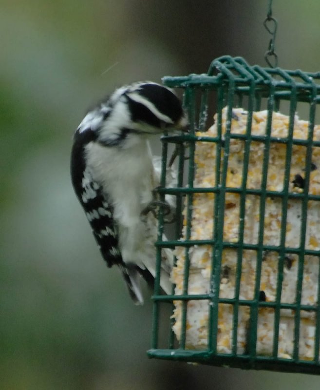 DownyWoodpecker3.jpg