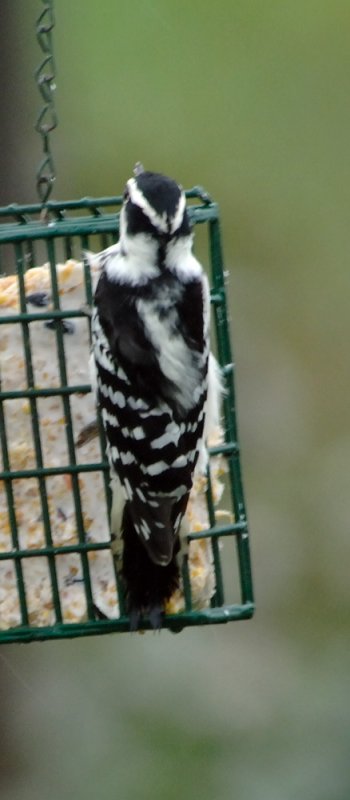 DownyWoodpecker5.jpg