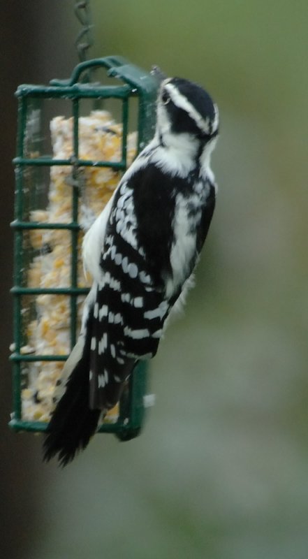 DownyWoodpecker7.jpg