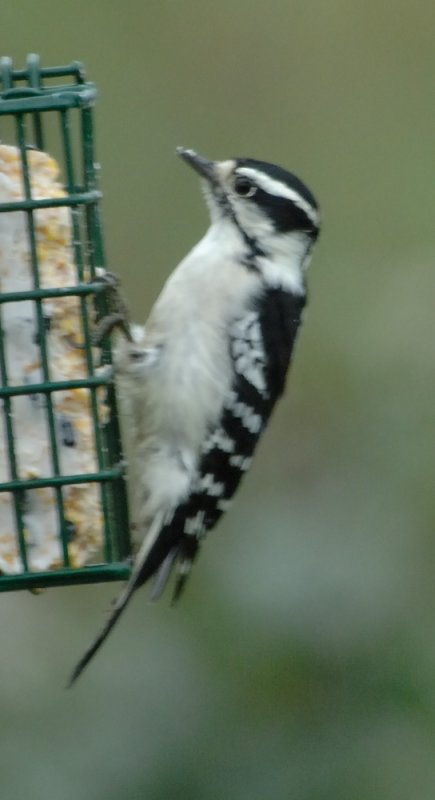 DownyWoodpecker9.jpg