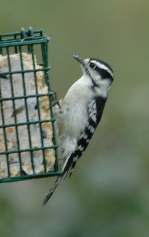 DownyWoodpecker10.jpg