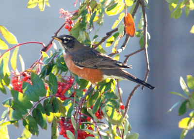 American Robin2.jpg