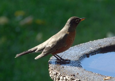 American Robin3.jpg