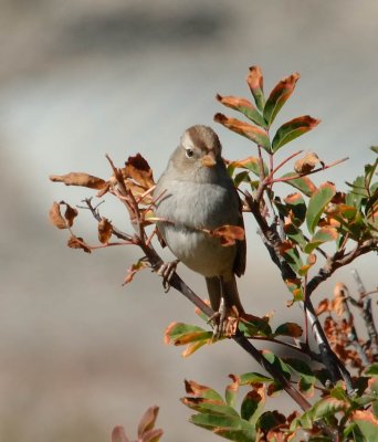 american_tree_sparrow1.jpg