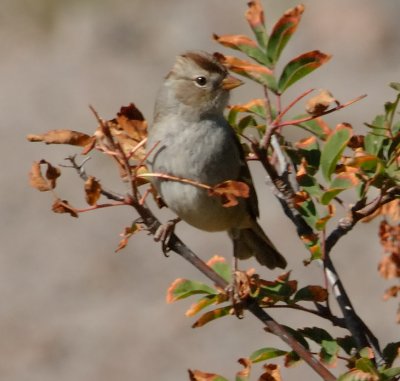 american_tree_sparrow2.jpg