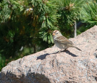 american_tree_sparrow.jpg