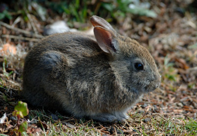 brush_rabbit2.jpg