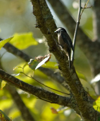 CHESTNUT_BACKED_CHICKADEE1.jpg