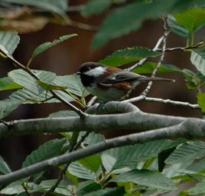 CHESTNUT_BACKED_CHICKADEE2.jpg