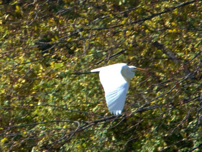 egret1.jpg