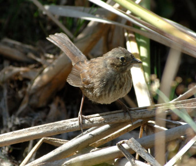 Fox_sparrow.jpg