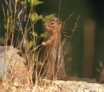 golden-mantled squirrel2.jpg