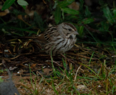 song sparrow.jpg