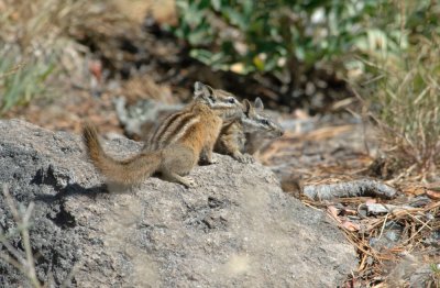 townsend chipmunk.jpg