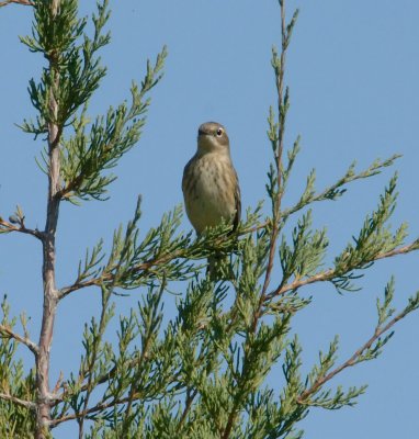 Yellow Rumped (myrtle) warbler