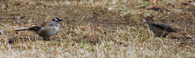 white_crowned_sparrow28.jpg