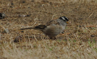 white_crowned_sparrow29.jpg