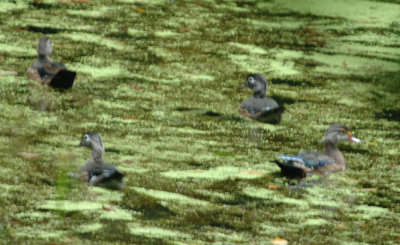 wood duck2.jpg