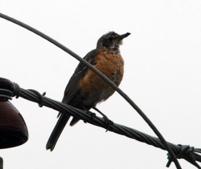 American Robin6.jpg