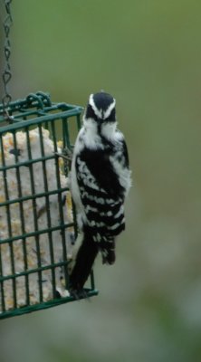 DownyWoodpecker6.jpg