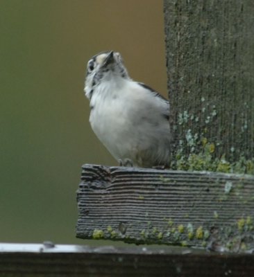 DownyWoodpecker12.jpg