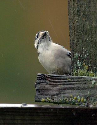 DownyWoodpecker13.jpg