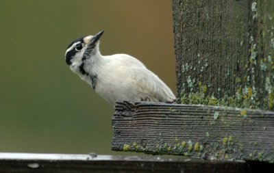 DownyWoodpecker15.jpg