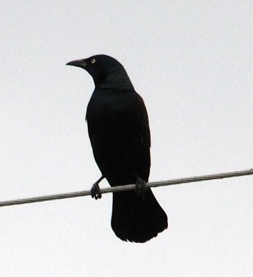 grackle1.jpg