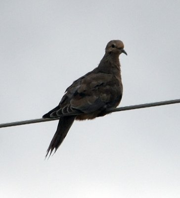 mourning dove.jpg