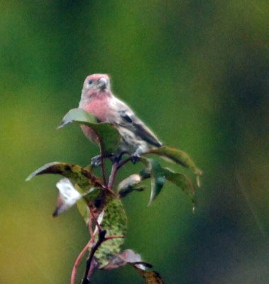 purple Finch1.jpg