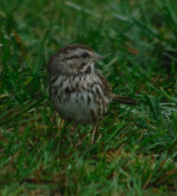 song sparrow1.jpg
