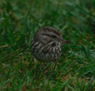 song sparrow5.jpg