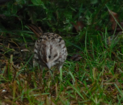 song sparrow6.jpg