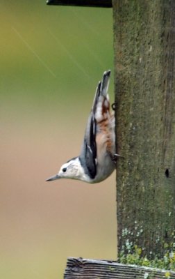 Whitebreasted Nuthatch1.jpg