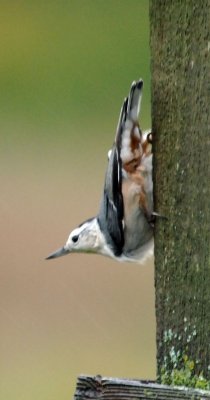 Whitebreasted Nuthatch2.jpg