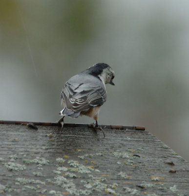 Whitebreasted Nuthatch4.jpg