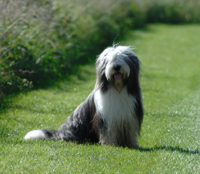 green_isle_dogs