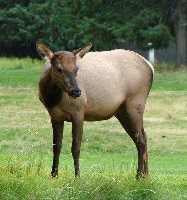 Wapiti (Elk)