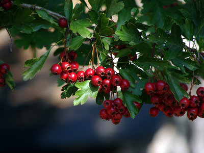 Red Berries