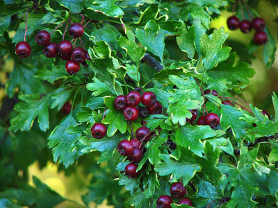 Burgundy Berries