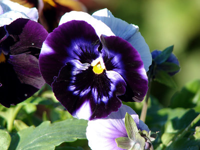 Purple Pansy