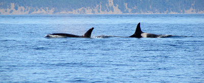 Female and Male Orca