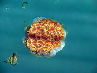 Upside down Jellyfish