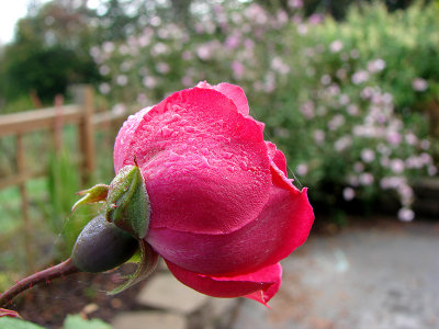 Raindrops on a Rose