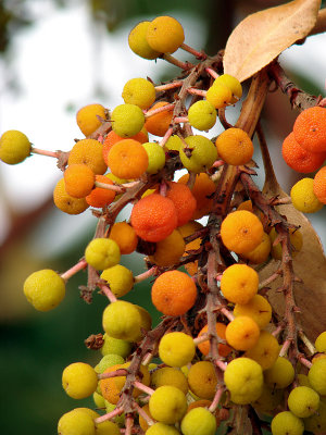 Fall Berries