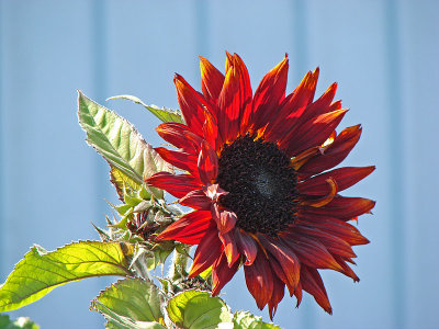 Red Sunflower