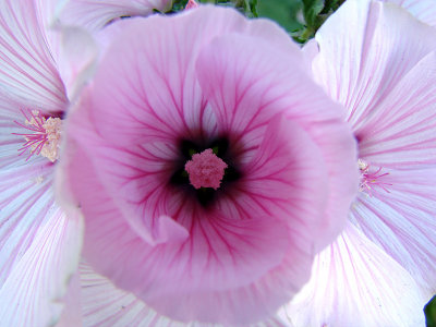 Beautiful Pink Center