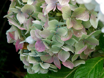 MopHead Hydrangea